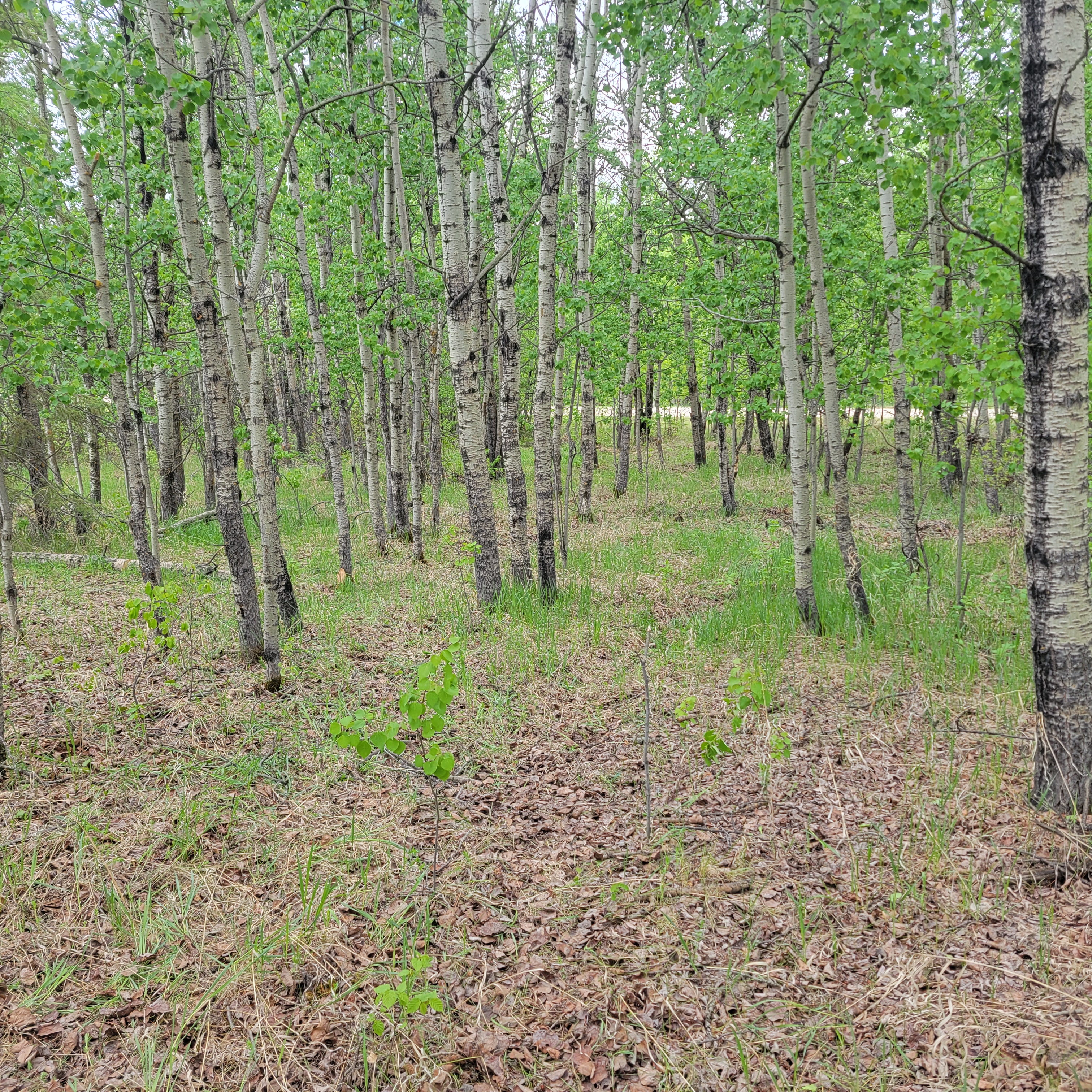 Debris and brush haul-away after clearing