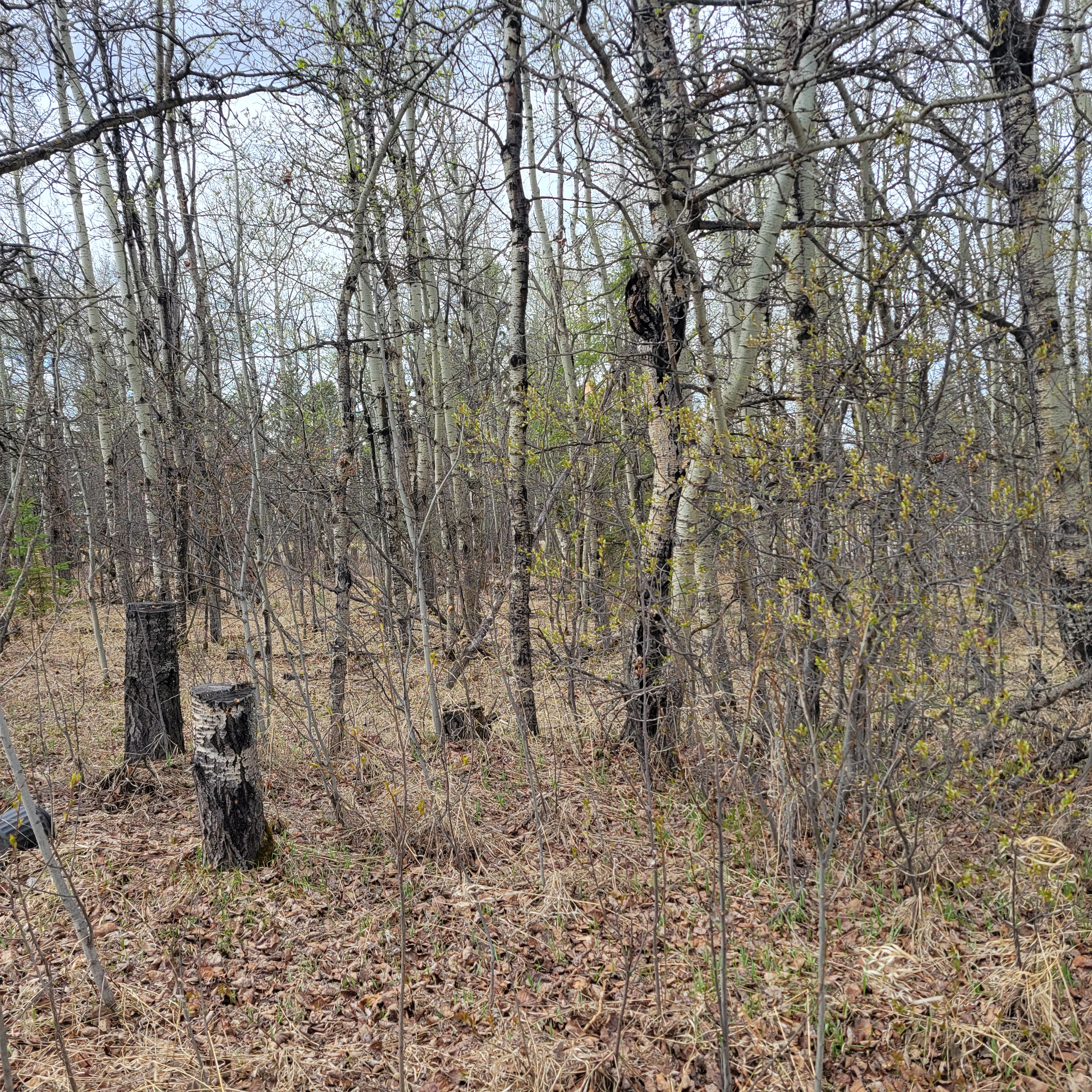 Wildfire resilience clearing work