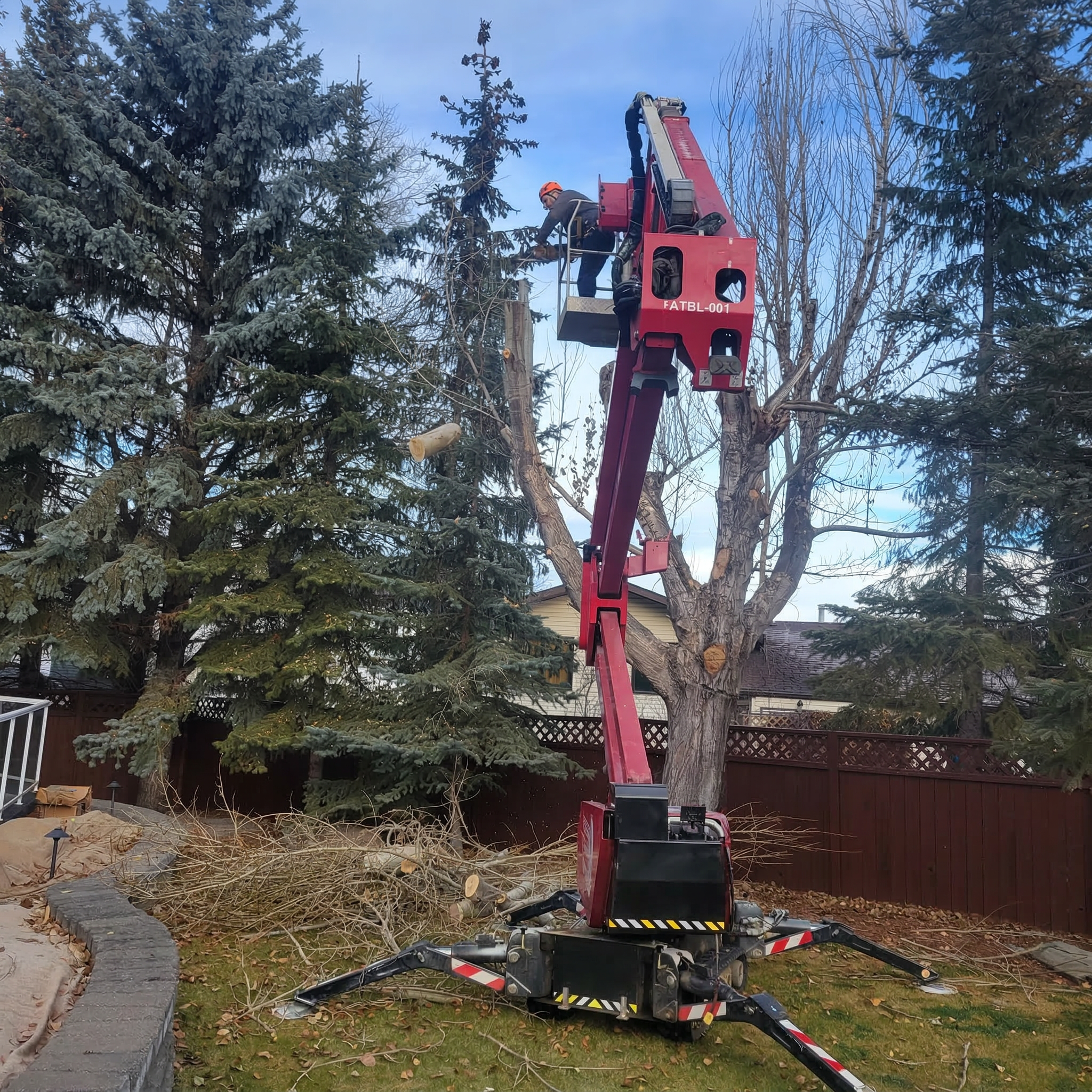 Tree removal project photo