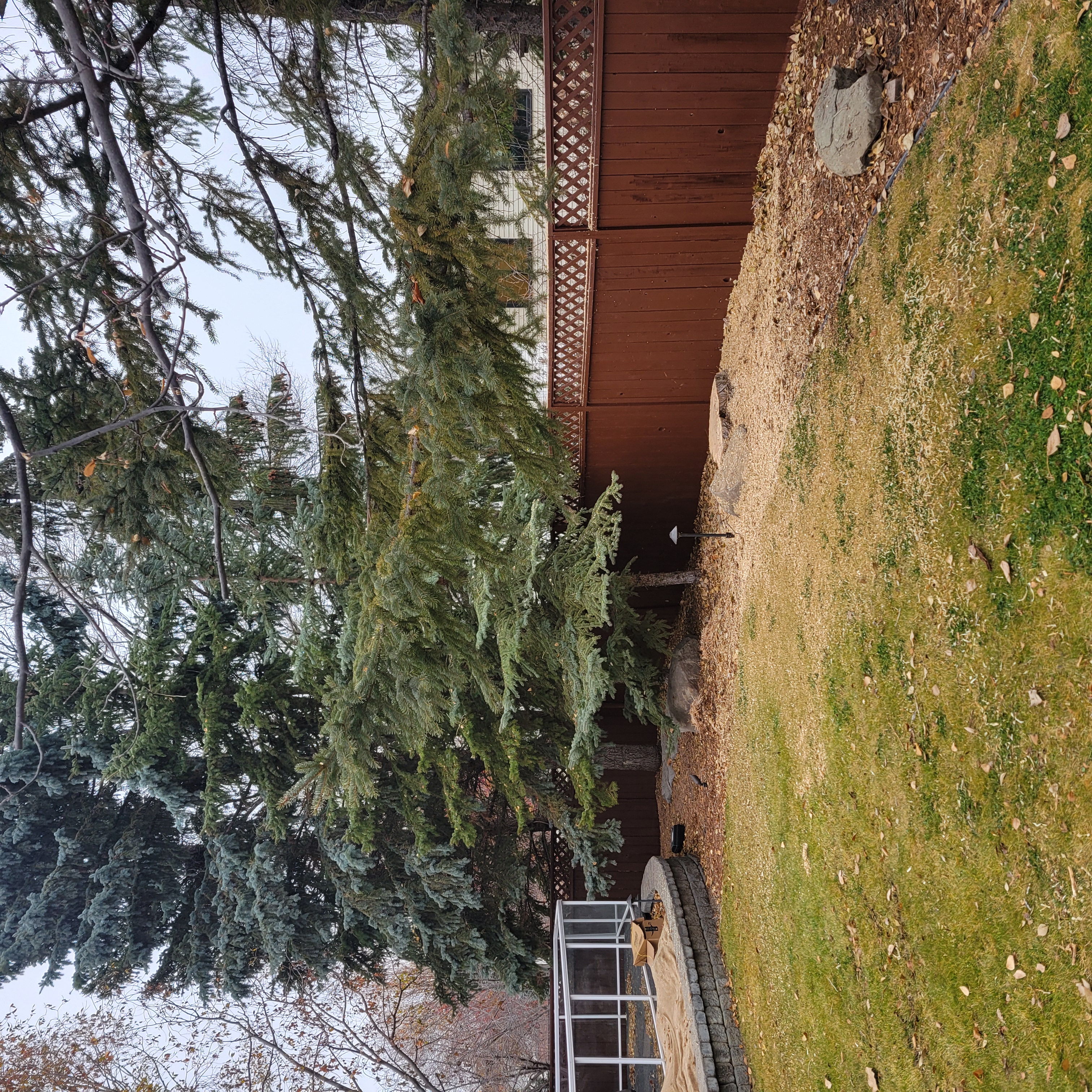 Tree removal cleanup photo