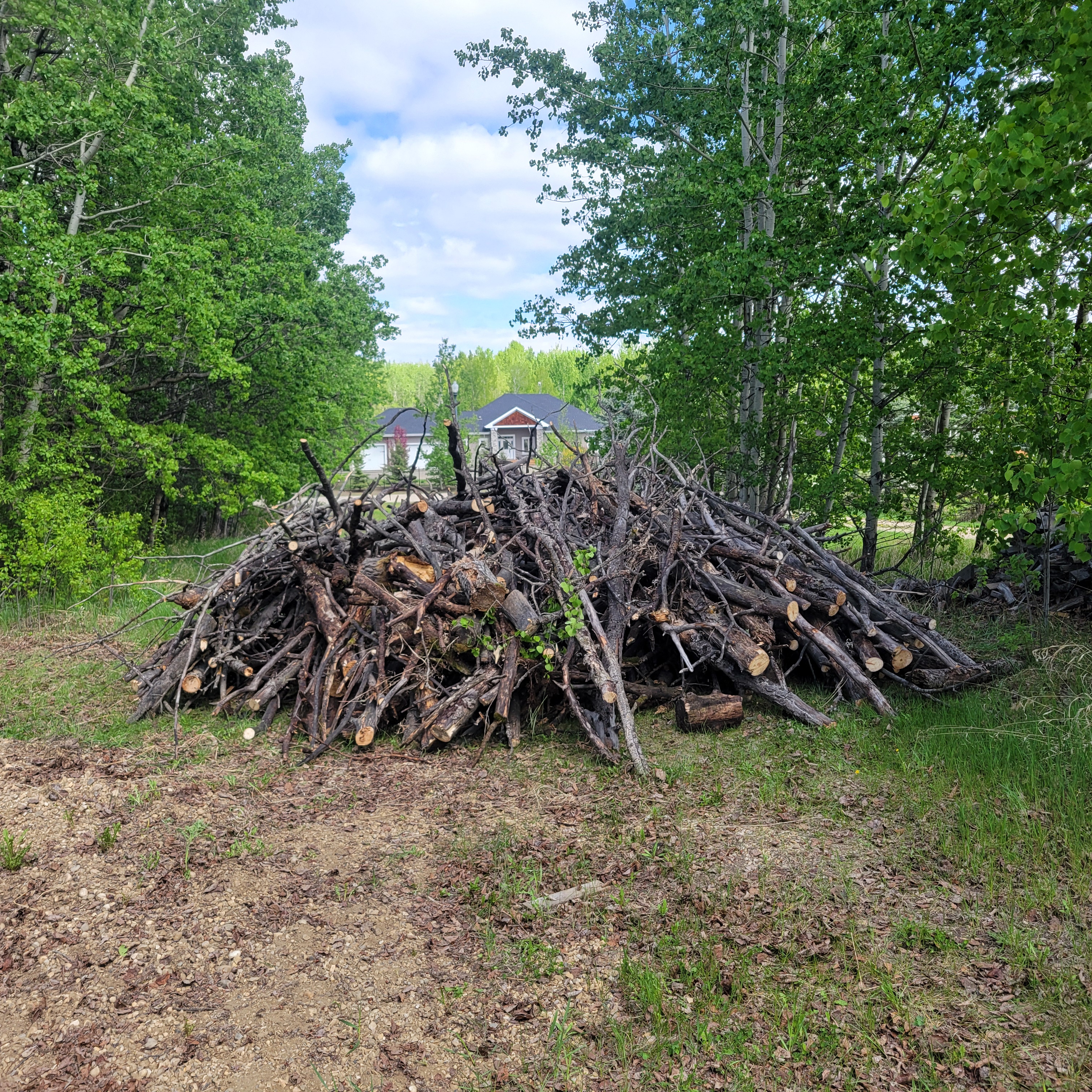 FireSmart clearing photo