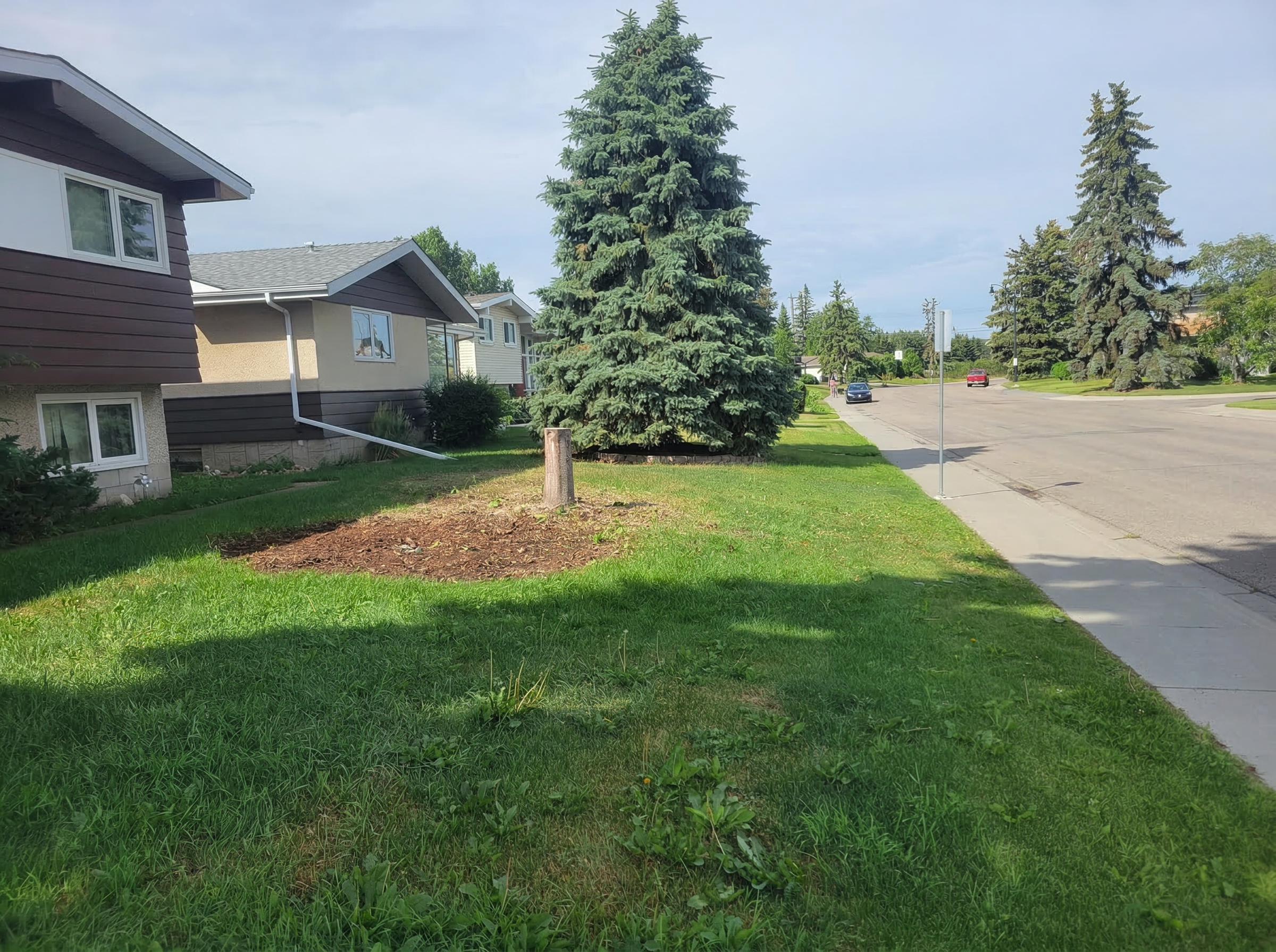 Brush and debris removal photo