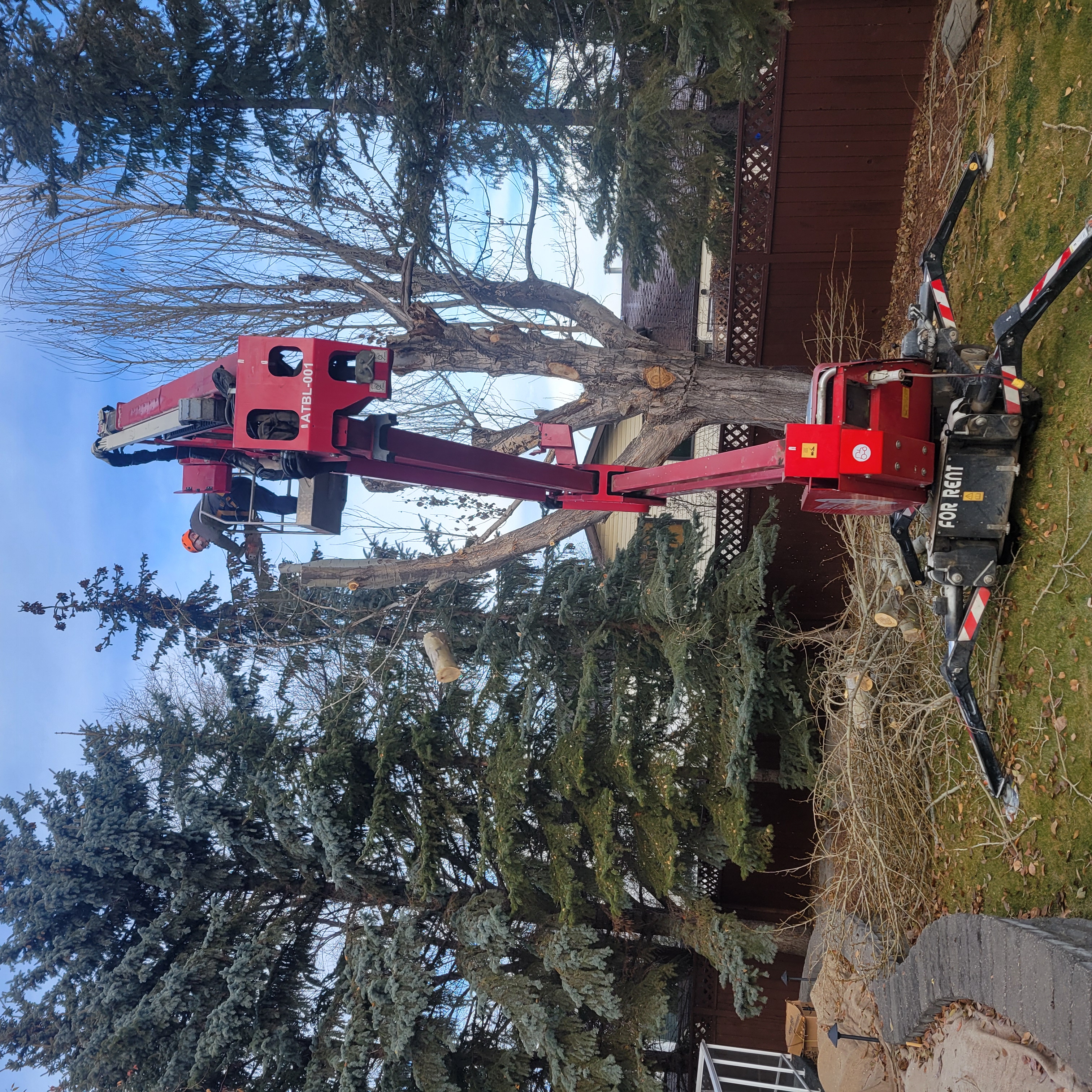 Pruning and Tree Shaping