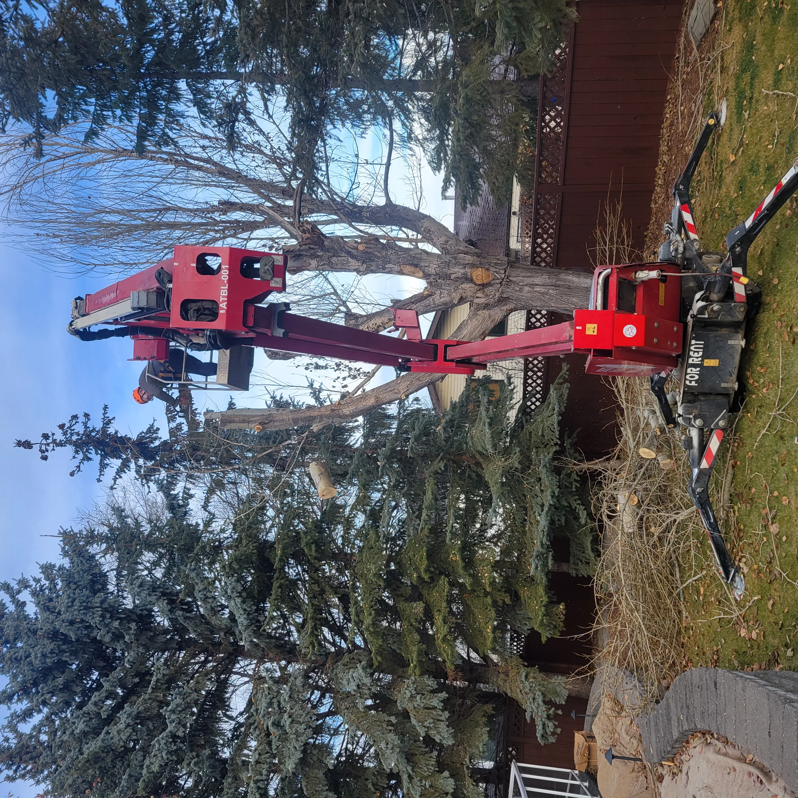 Pruning and Tree Shaping