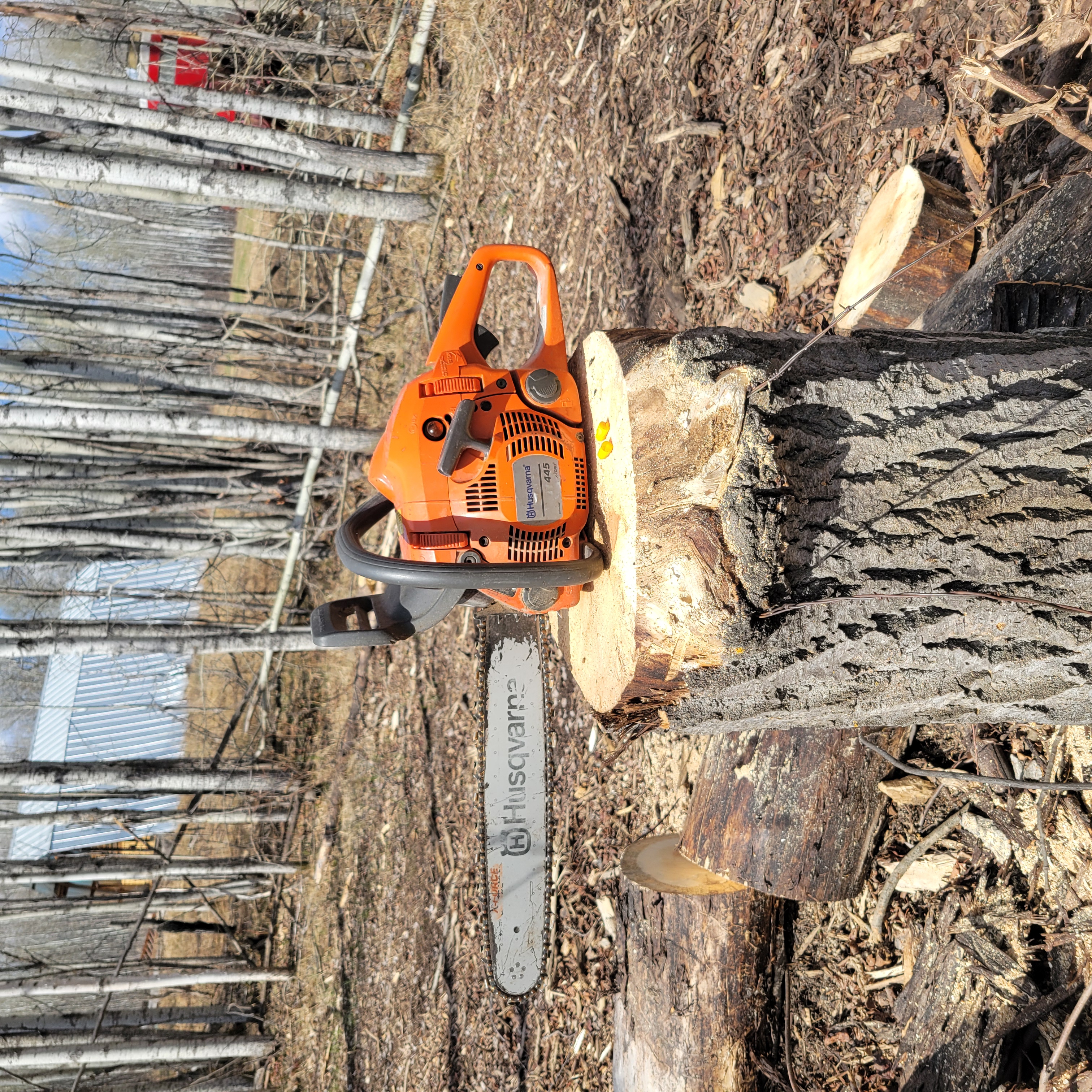 Tree Removal